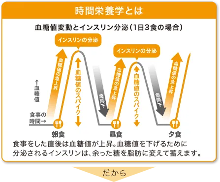 時間栄養学とは。血糖値変動とインスリン分泌(1日3食の場合)。食事をした直後は血糖値が上昇。血糖値を下げるために分泌されるインスリンは、余った糖を脂肪に変えて蓄えます。